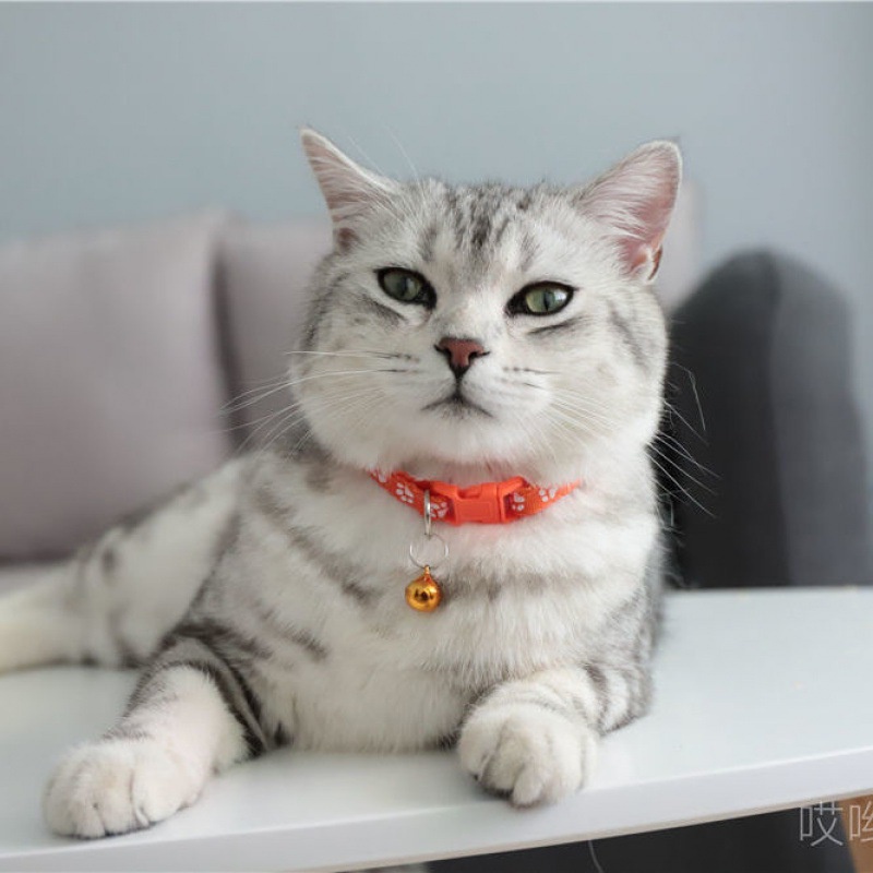 【Cat7】Kalung Kucing Pet Leashes Collars Lucu Dengan Kalung Kucing Bel Lonceng Dicetak Kalung Kucing Ukuran Kustom Kalung Kucing Kirim Lonceng