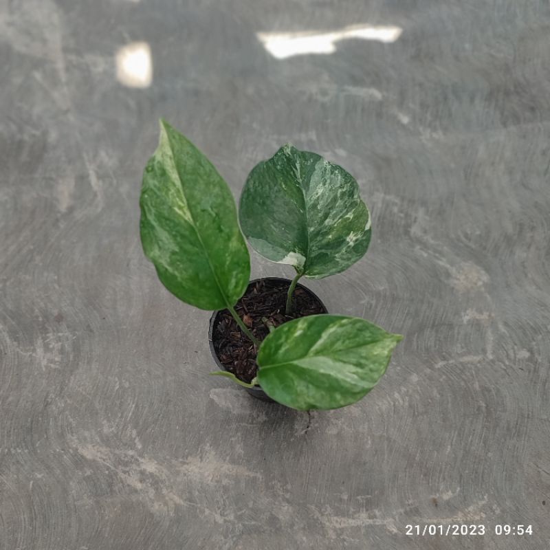 Epipremnum Hanoman