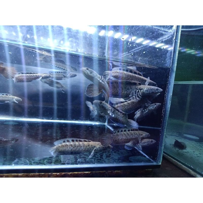 

Chana orna yellow lips 5-7cm full pelet