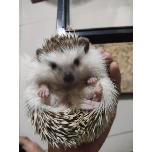 Hewan Peliharaan Hidup Landak Mini Lanmin Induk Indukan Adopt Adopsi Salt Pepper