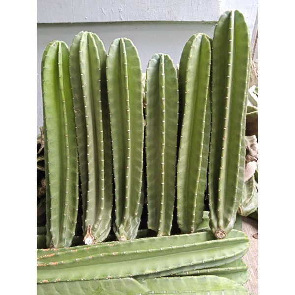 kaktus koboi besar // Kaktus koboi tanpa duri // kaktus koboi ukuran 40-45cm