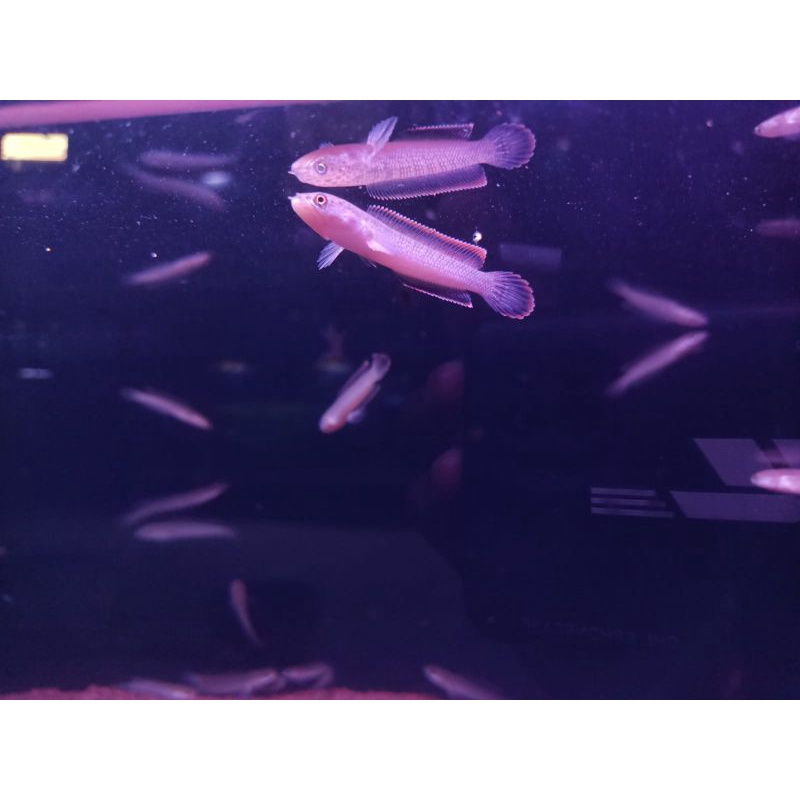 BUY 1 GET 1 | LIMBATA CB RIM MANTAP GRADE A + FREE PAKAN PREMIUM & STIKER - Ohmyfish.ind