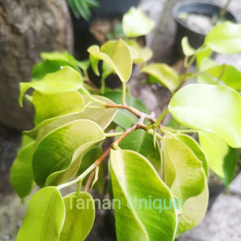 Bibit Beringin Panda golden Variegata