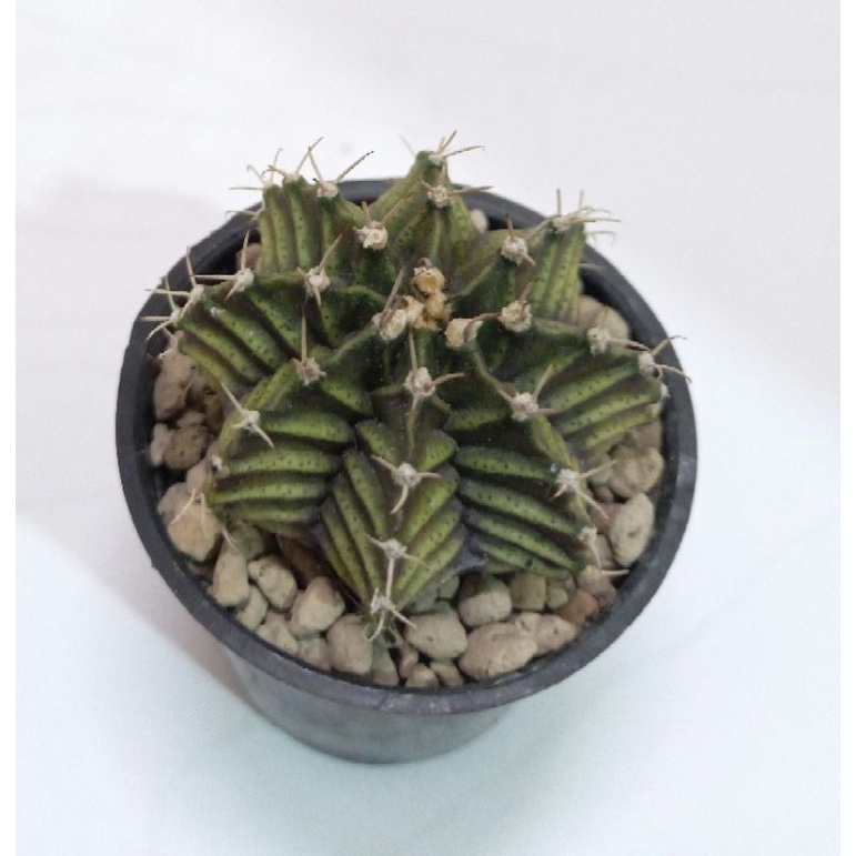 miha lb hybrid l kaktus miha