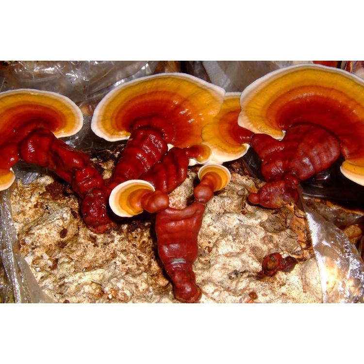 LINGZHI JAMUR LINGZHI Ekstrak Extract Jamu Jamur Lingzhi Murni Tanpa Campuran 100 gram 250 gram 500 