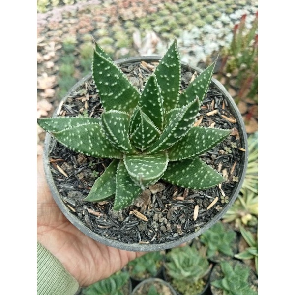 Aloe arista