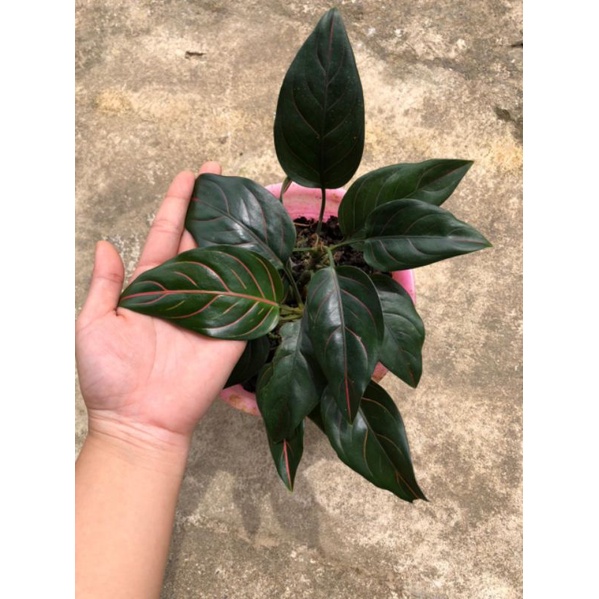 Aglaonema Rotundum Hijau