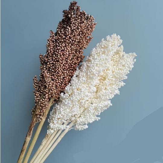 DRIED SORGHUM FLOWER / BUNGA CANTEL