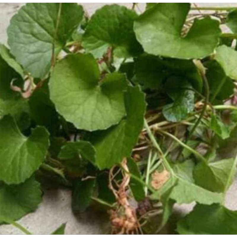 

daun pegagan segar/antanan 250 grm