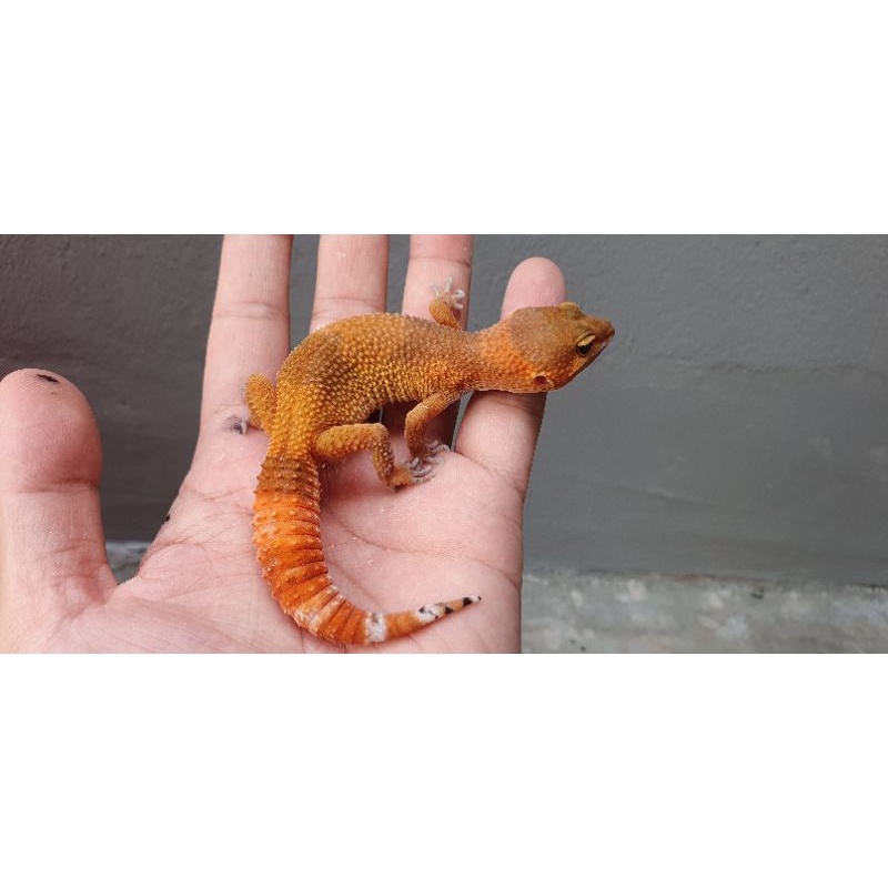 eublepharis macularius leopard dewasa promo murah