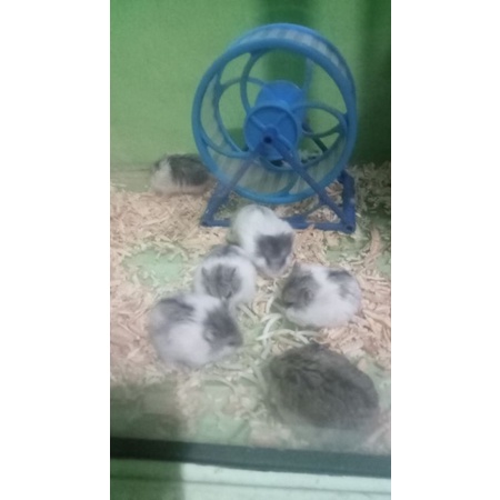 hamster cambel panda