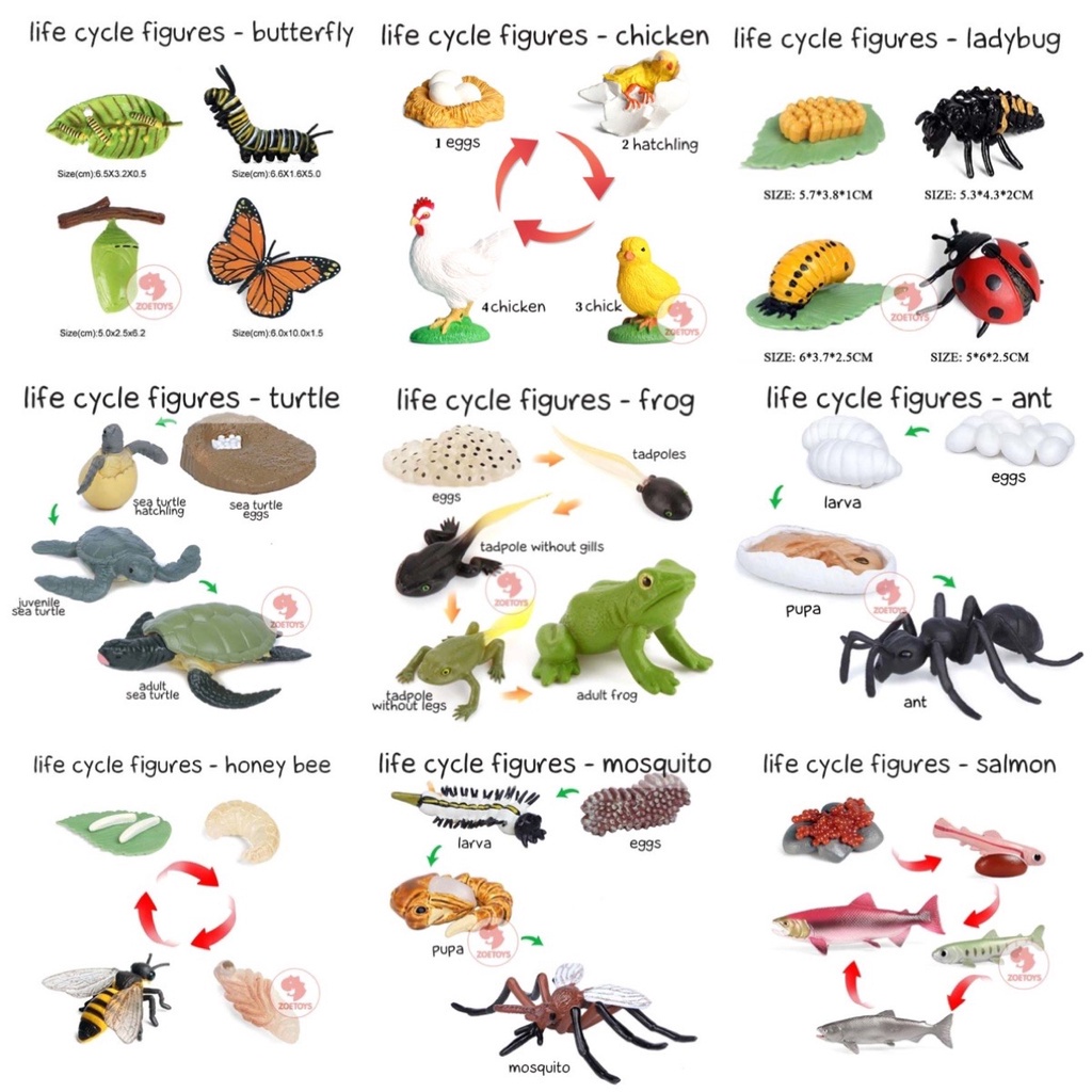 Zoetoys Life Cycle Figures Set | Tray | Miniatur Animal of Ant Bee Butterfly Chicken Frog Lady Bug Sea Turtle Salmon Green Bean Figurine Figure Siklus Hidup Hewan Model Binatang | Mainan Edukasi Anak Toys