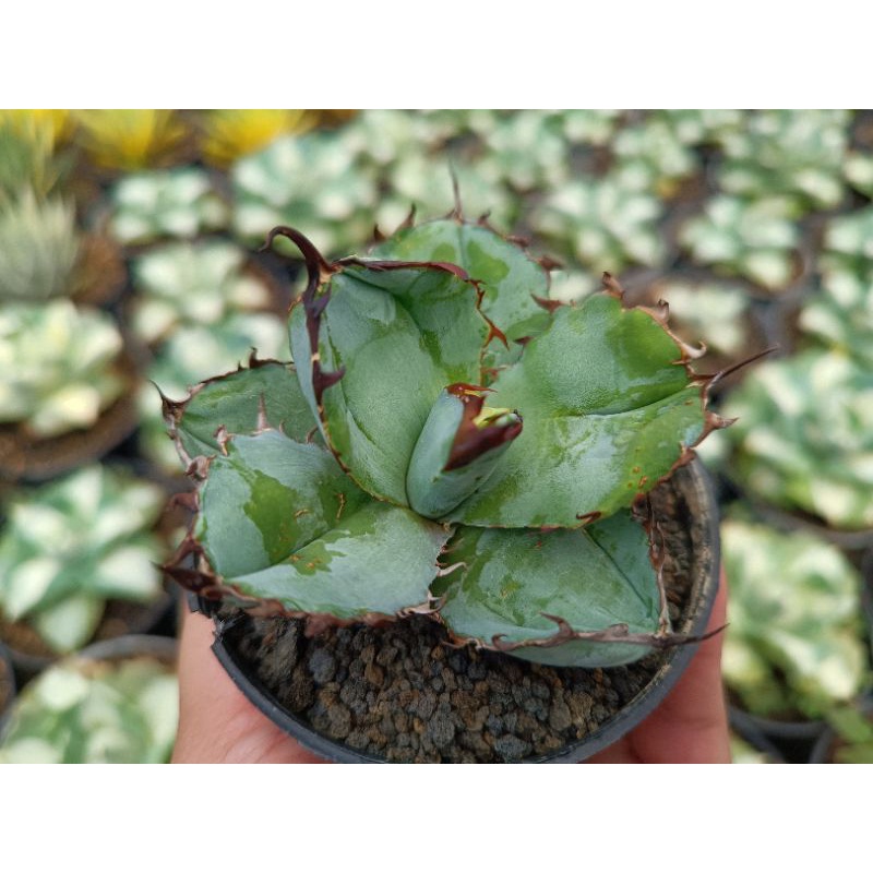 agave tinanota blue ball