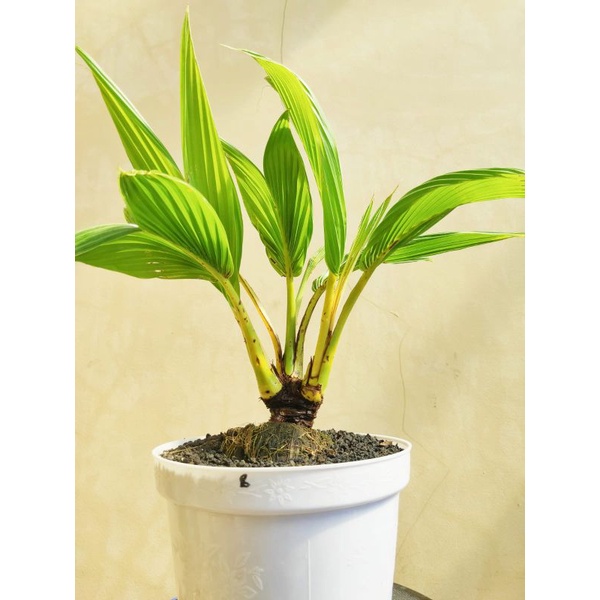 bonsai kelapa cabang 3