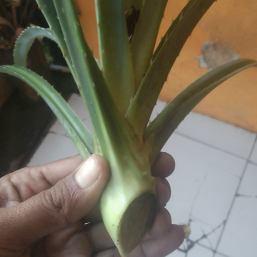 

Batang pucuk pandan duri herbal