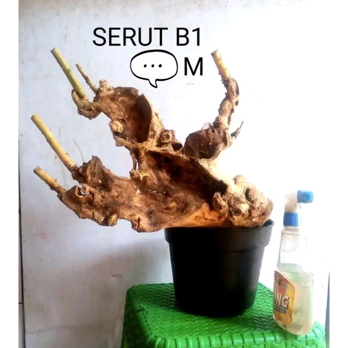dongkelan Bonsai serut gruping krowak 23k