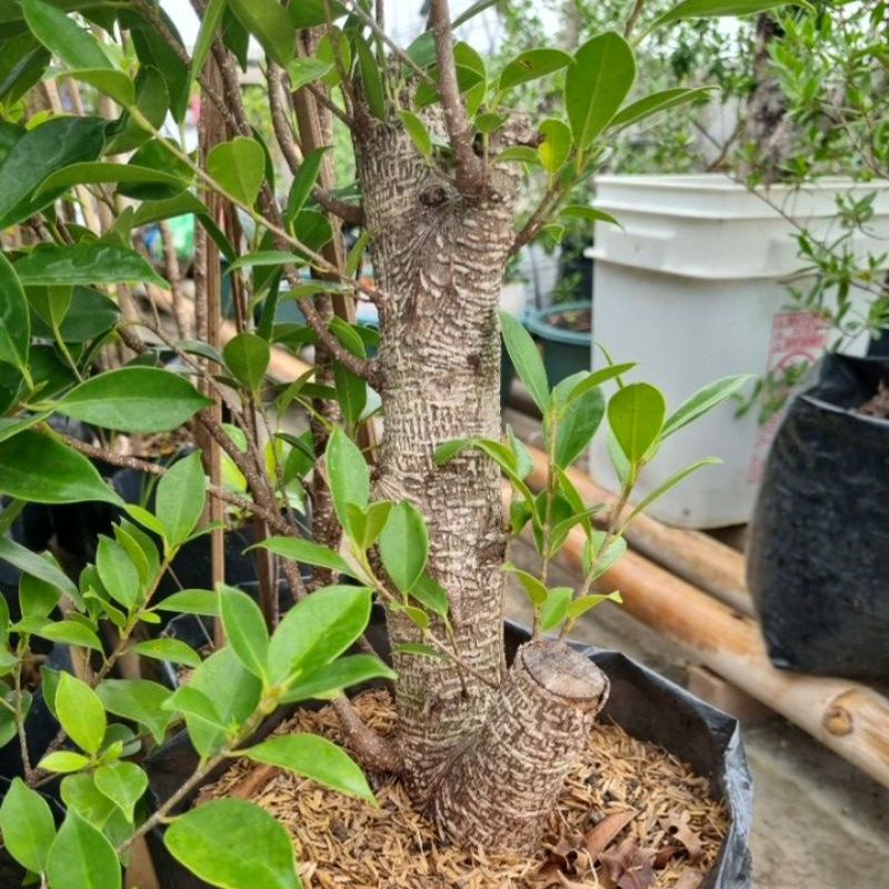 Bahan Bonsai Kimeng Besar