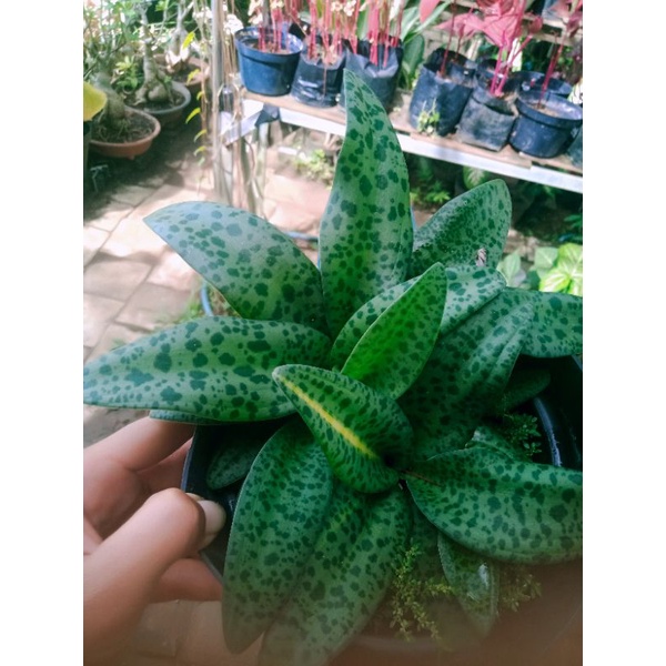 peperomia lidah katak lidah katak murah lidah katak batang merah peperomia