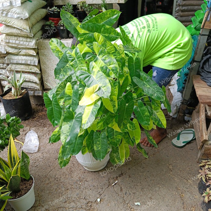 Open DS] philodendron burlemarx variegata