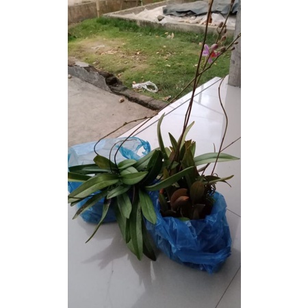 anggrek  bulan doritis