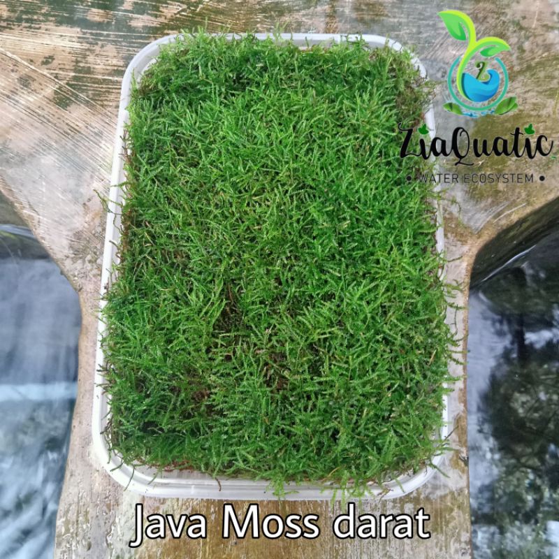 Moss Paludarium Terarium - Java Darat Moss Porsi 12×20cm