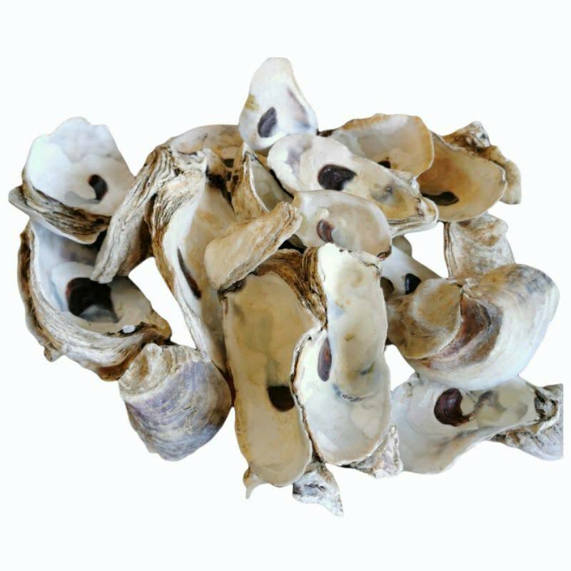 OYSTER SHELL MEDIA FILTER CANGKANG KERANG OYSTER PENTERAL PH 10 KG 1 KARUNG