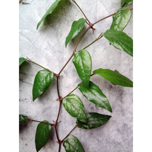 

daun cabai jawa fresh (harga per ons) tidak ada min. order