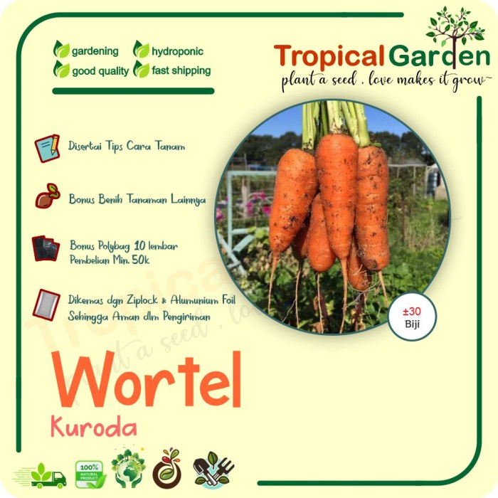 Suplayer Benih Wortel Kuroda Biji Wortel Benih Unggul