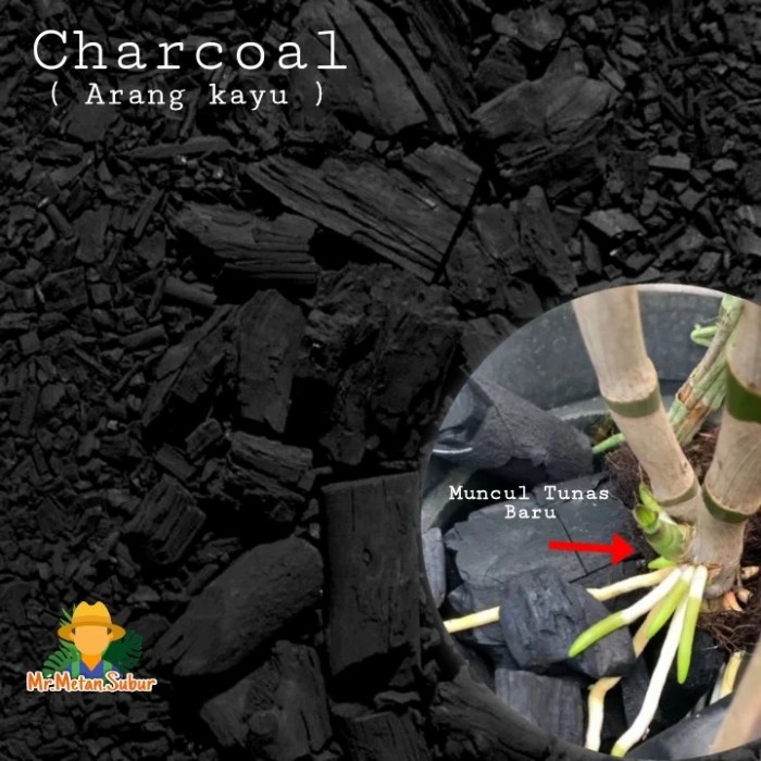 

Charcoal Charcoal ( Arang Kayu ) Premium Murni
