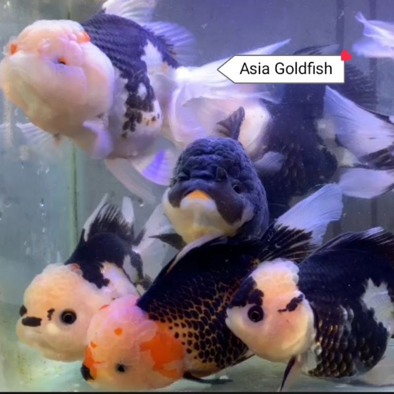 Oranda Panda Solid Gen Jumbo High Quality Goldfish Lucu Gemas