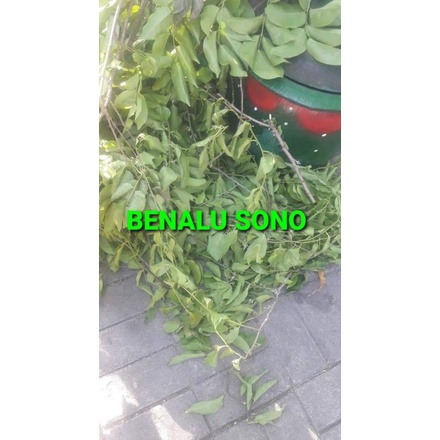 

DAUN BENALU SONO KERING 1000 GRAM