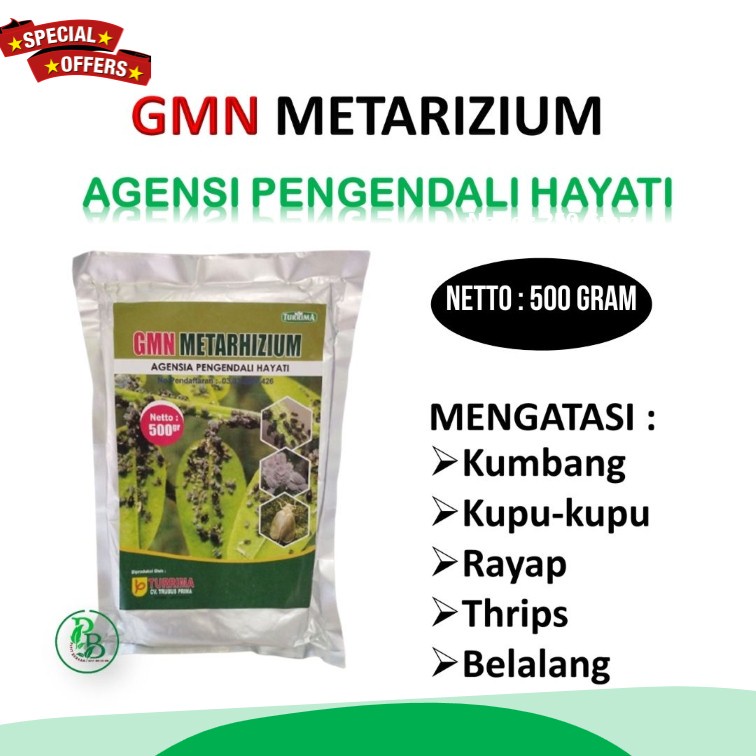 fungisida organik Metarhizium untuk bawang merah, insektisida pembasmi ulat pada tanaman cabe