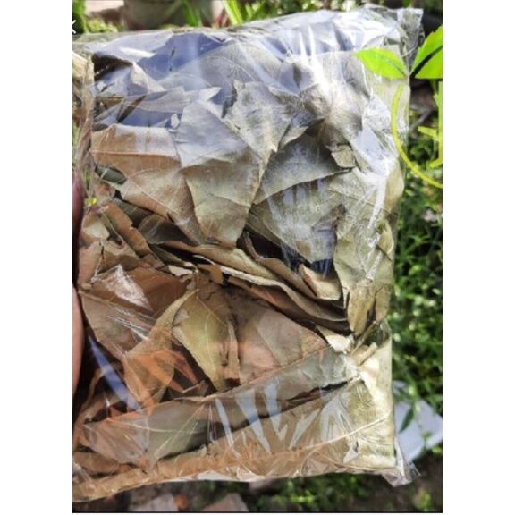 

TERBAIK JAMU DAUN SUKUN/ KELUIH / KULUR KERING 1KG