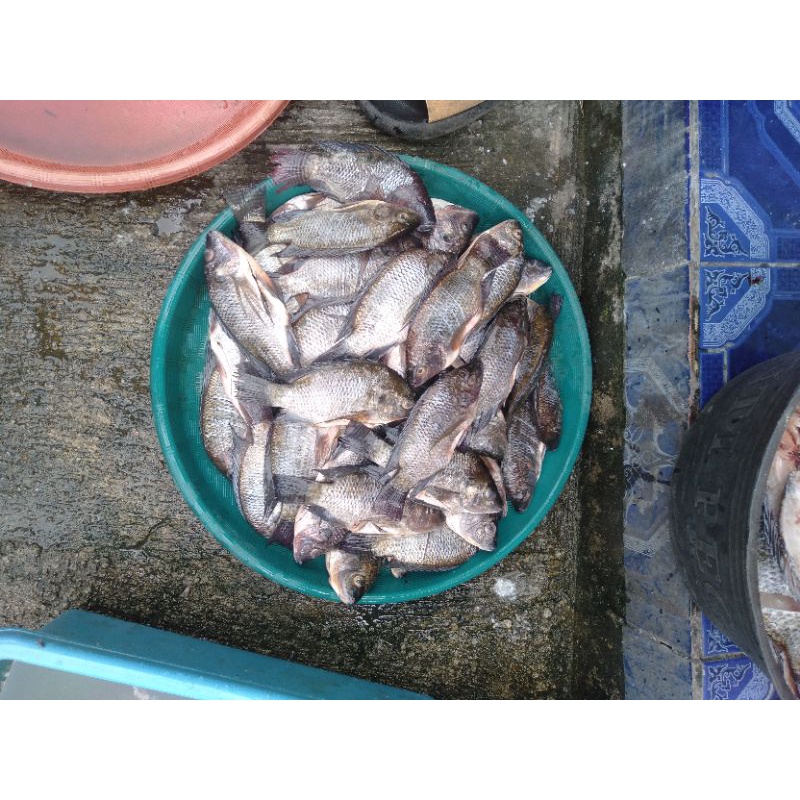 

Ikan Nila 1 Paket ( isian 20 Kg )