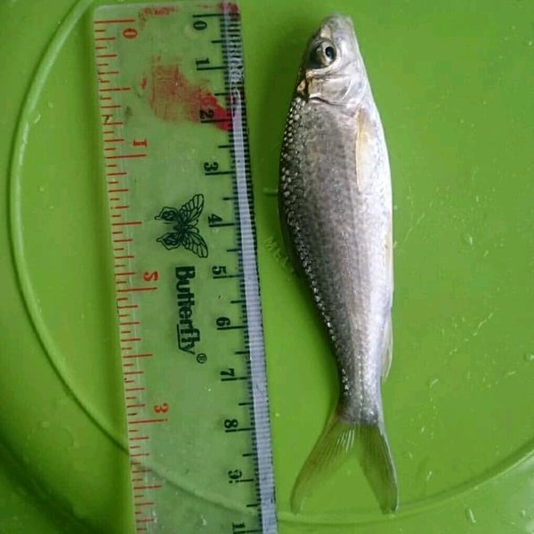 

ekor ikan bandeng kecil kemasan 10Kg Sterofoam
