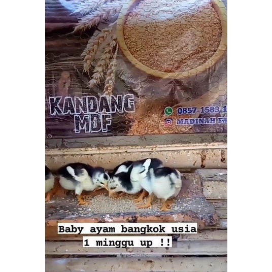 Anak ayam Bangkok asli