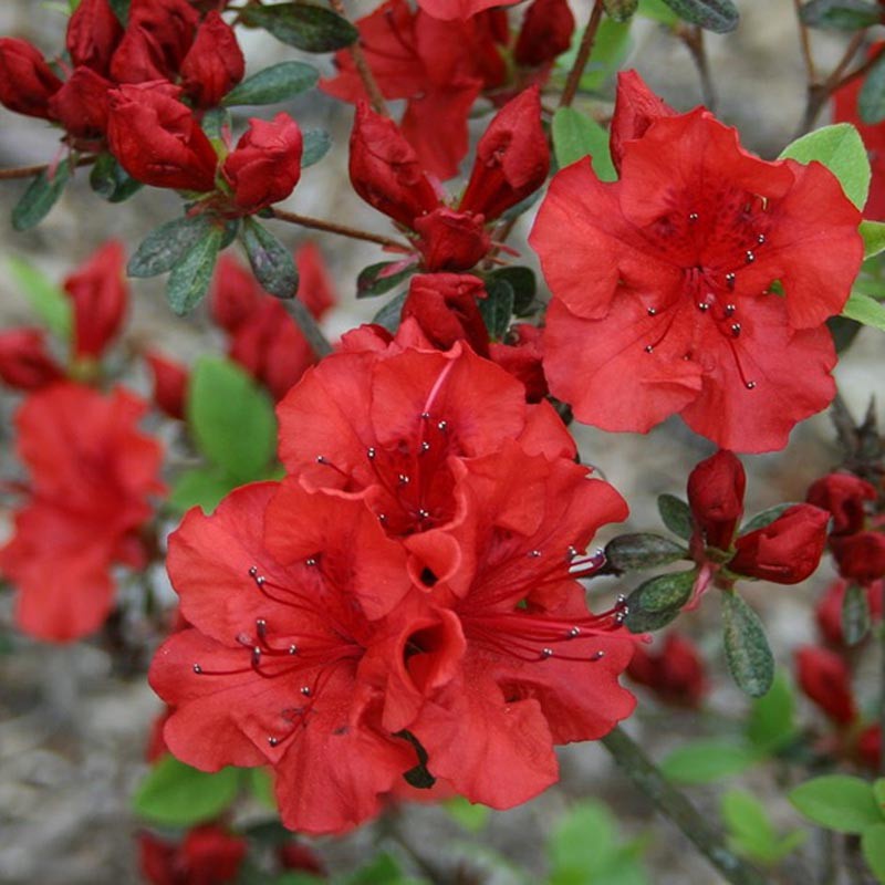 Tanaman Hias Hidup Bunga Azalea Merah Tumpuk - Bunga Hidup Saliyah Merah Tumpuk - Asalia Merah