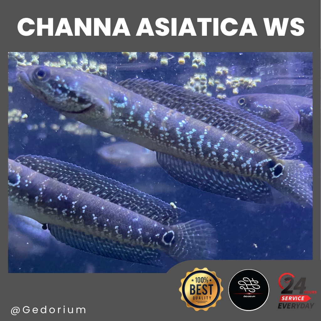 Channa Asiatica WS 9-10cm (bisa COD) garansi hidup