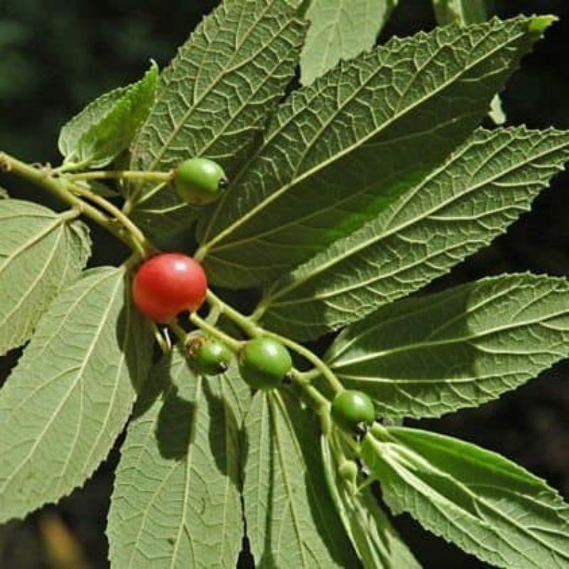 

Bubuk Serbuk Daun Kersen 500 Gram Talok ceri Muntingia