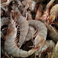 

Udang Basah Besar 1kg