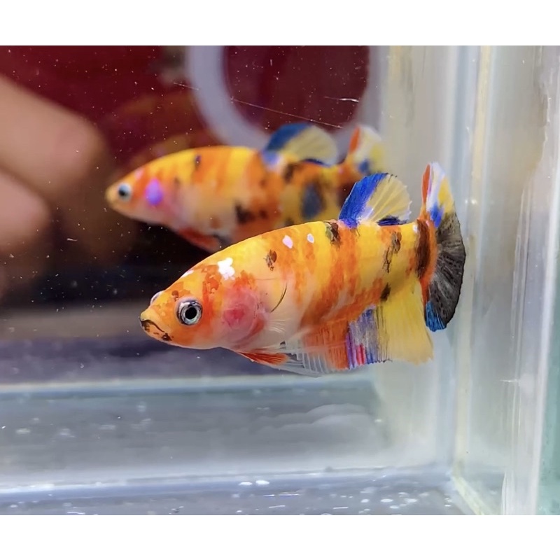 Cupang Yellow Base Multi