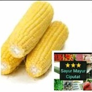 

jagung manis kupas/kg