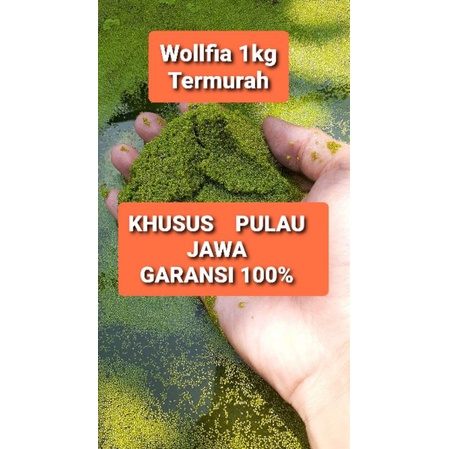 WOLLFIA WOLFIA TERMURAH PAKAN ALTERNATIF IKAN DAN TERNAK
