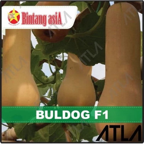 Benih Labu Madu Buldog F1 Biji Buah Hibrida Bibit Tanaman Bintang Asia CCCC