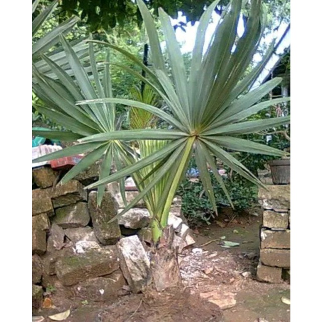 Bibit pohon lontar/buah siwalan Daun 4-5 batang Bisa jg buat Bonsai siap tanam GARANSI