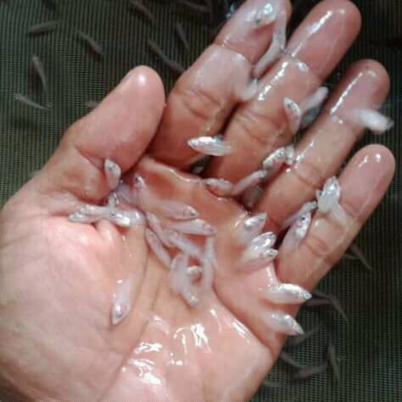 paket 30 bibit gurame Padang ukuran nguaci