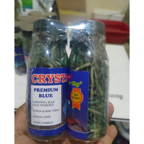 CRYSTAL MAGGOT BSF PREMIUM BLUE CAROPHYLL BLUE MAGGOT PAKAN LOUHAN CHANNA CANA CANNA CARNIVORA