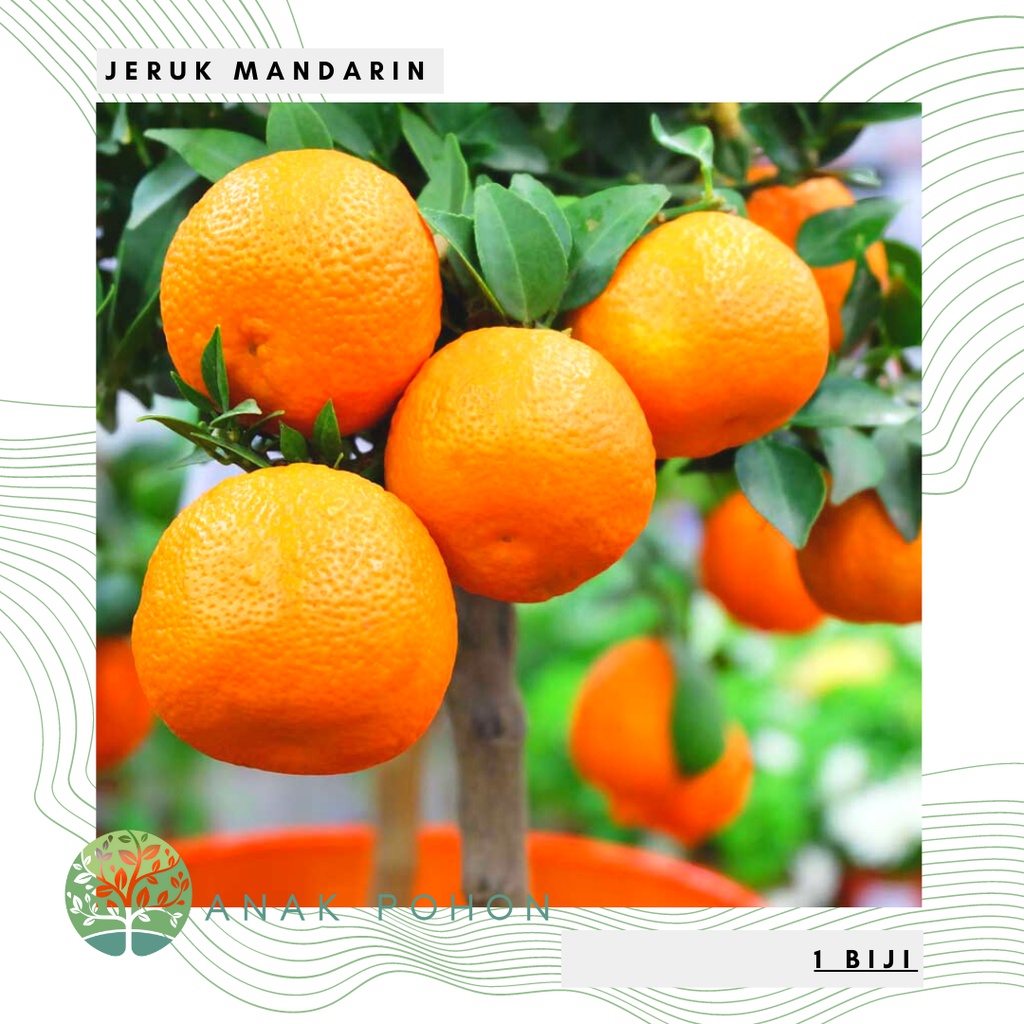 Benih Bibit Biji - Buah Jeruk Mandarin Orange Manis Jeruk Keprok Fruit Seeds - IMPORT