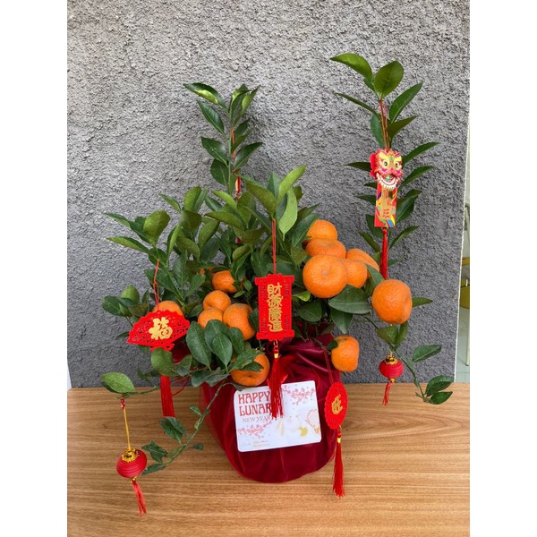 pohon jeruk cusa dekorasi Imlek