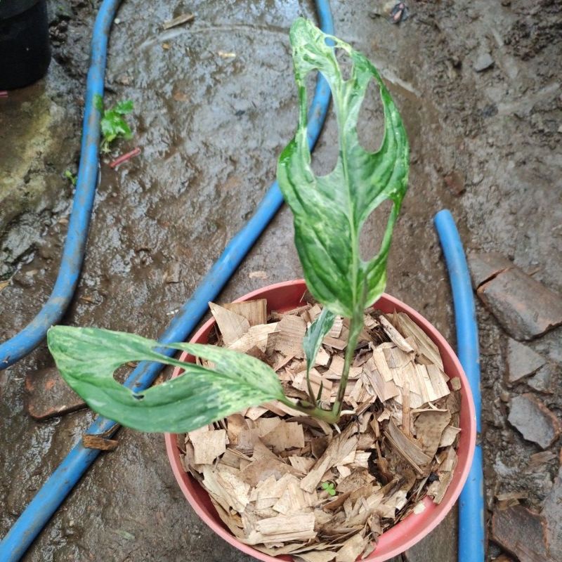 tanaman hias janda bolong local / janda bolong variegata